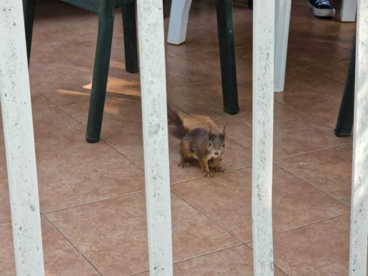 süßer Besuch auf der Schülerterrasse